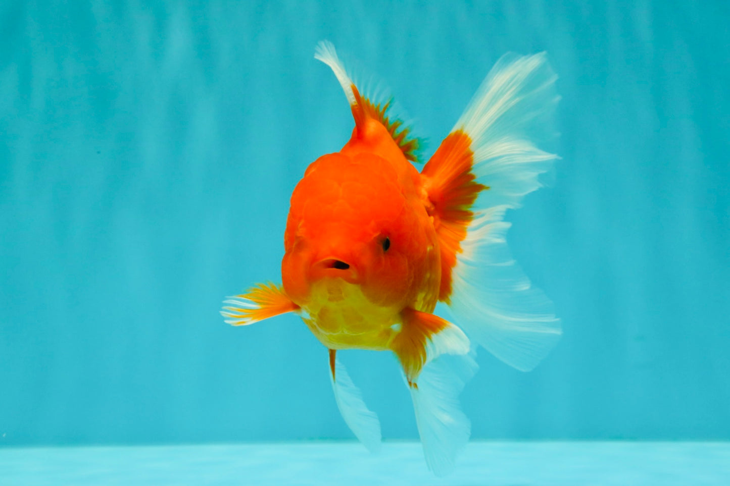 Red Cherry Oranda Female 5 inches #061926OR_14