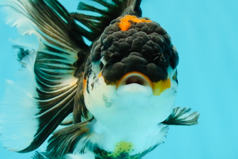 A Grade Tricolor Oranda Female 6 inches #111524OR_14