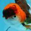 Young Tricolor Oranda Male 4.5 inches #061325_02