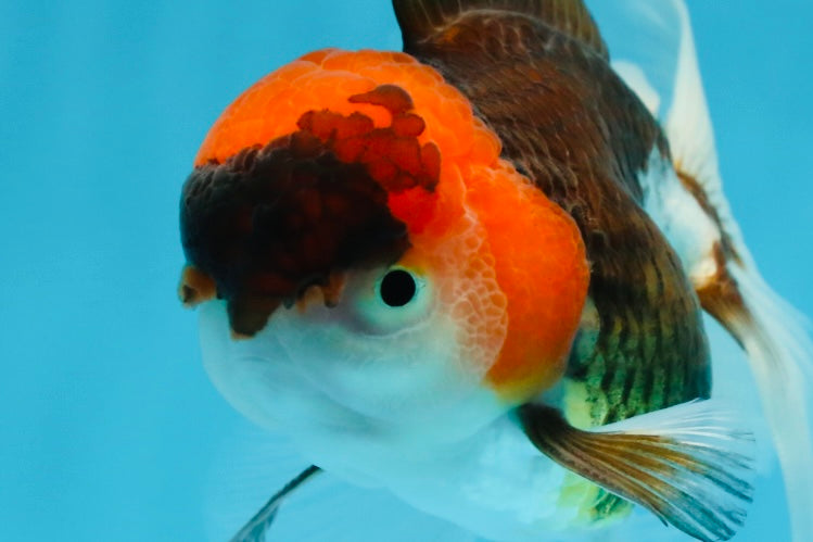 Young Tricolor Oranda Male 4.5 inches #061325_02
