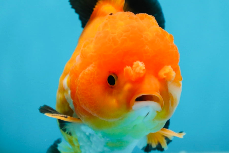 Pompom Tricolor Yuanbao Male 4.5 inches #060625YB_07