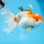 Oranda hembra roja y blanca de gran tamaño, grado A, 6,5 pulgadas, n.º 0706OR_11