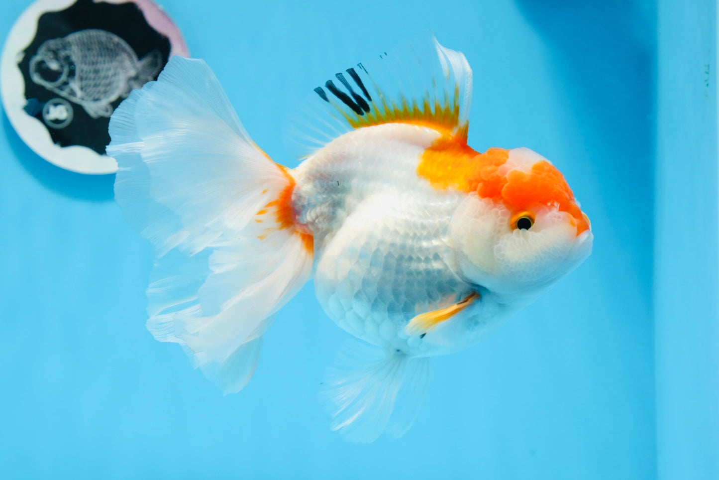 Oranda hembra roja y blanca de gran tamaño, grado A, 6,5 pulgadas, n.º 0706OR_11