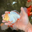 A Grade Red White Oranda Male 6 inches #102326OR_09