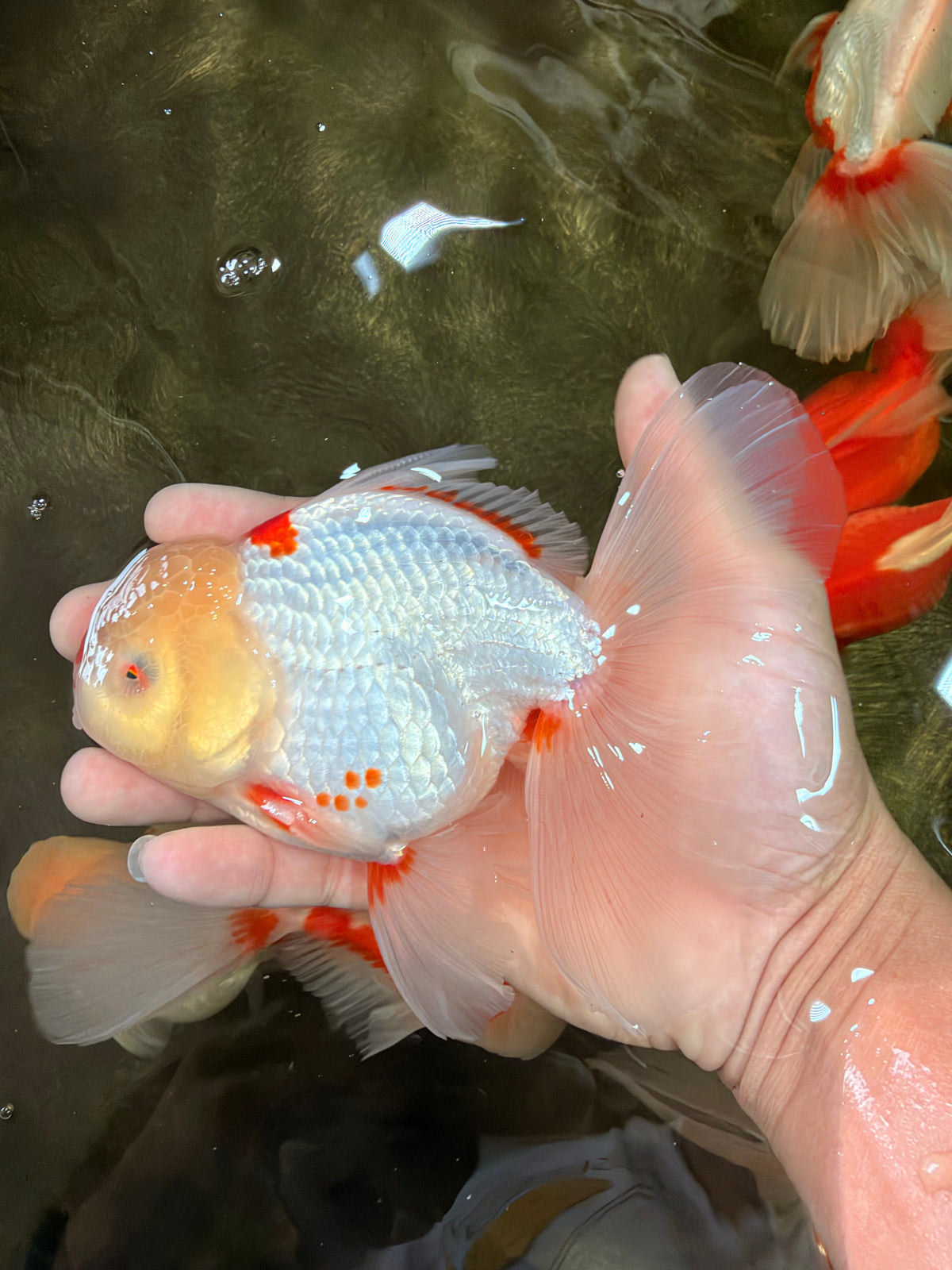 A Grade Red White Oranda Male 6 inches #102326OR_09