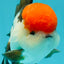 AAA Grade Cheeky Tricolor Oranda Male 5.5 inches #110124OR_15