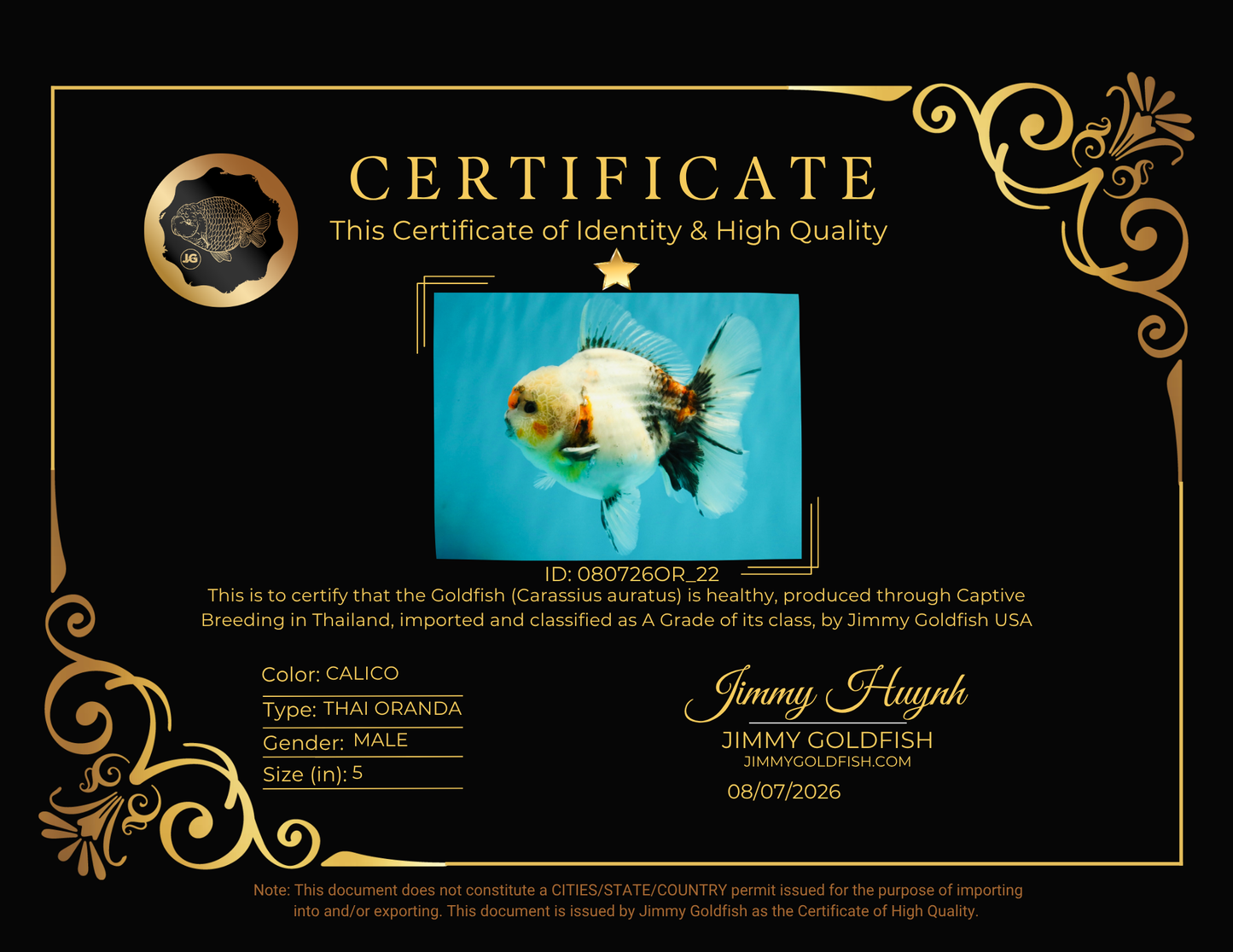 A Grade Calcio  Oranda Male 5 inches #080726OR_22