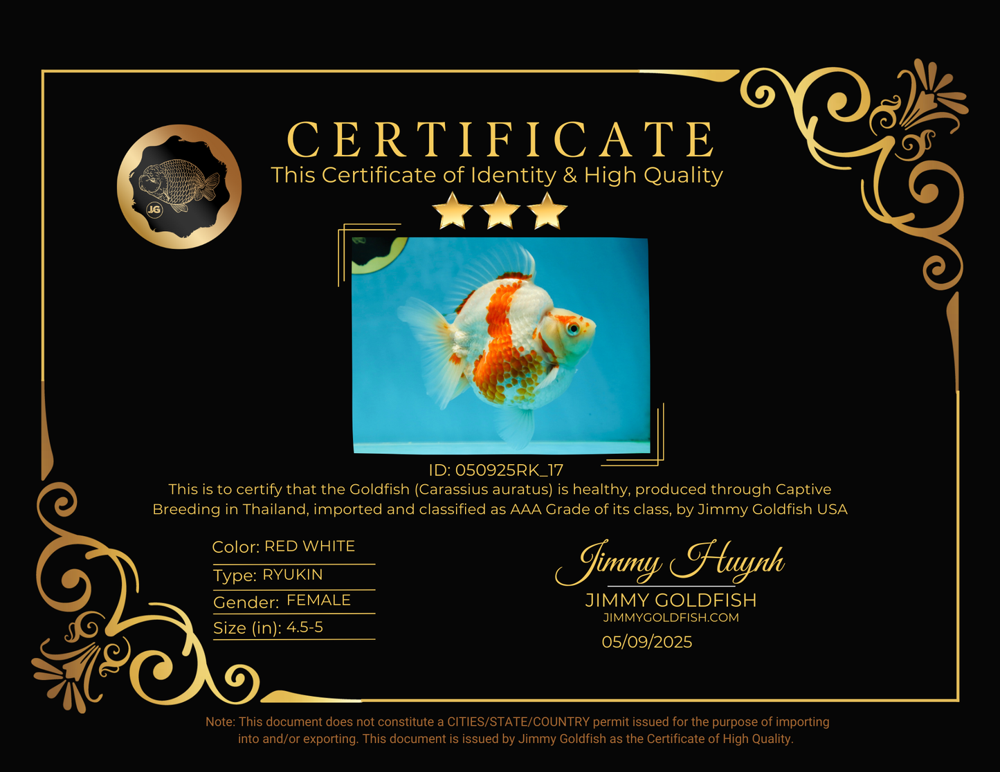 AAA GRADE Red White Ryukin Female 4.5-5 inches #050925RK_17