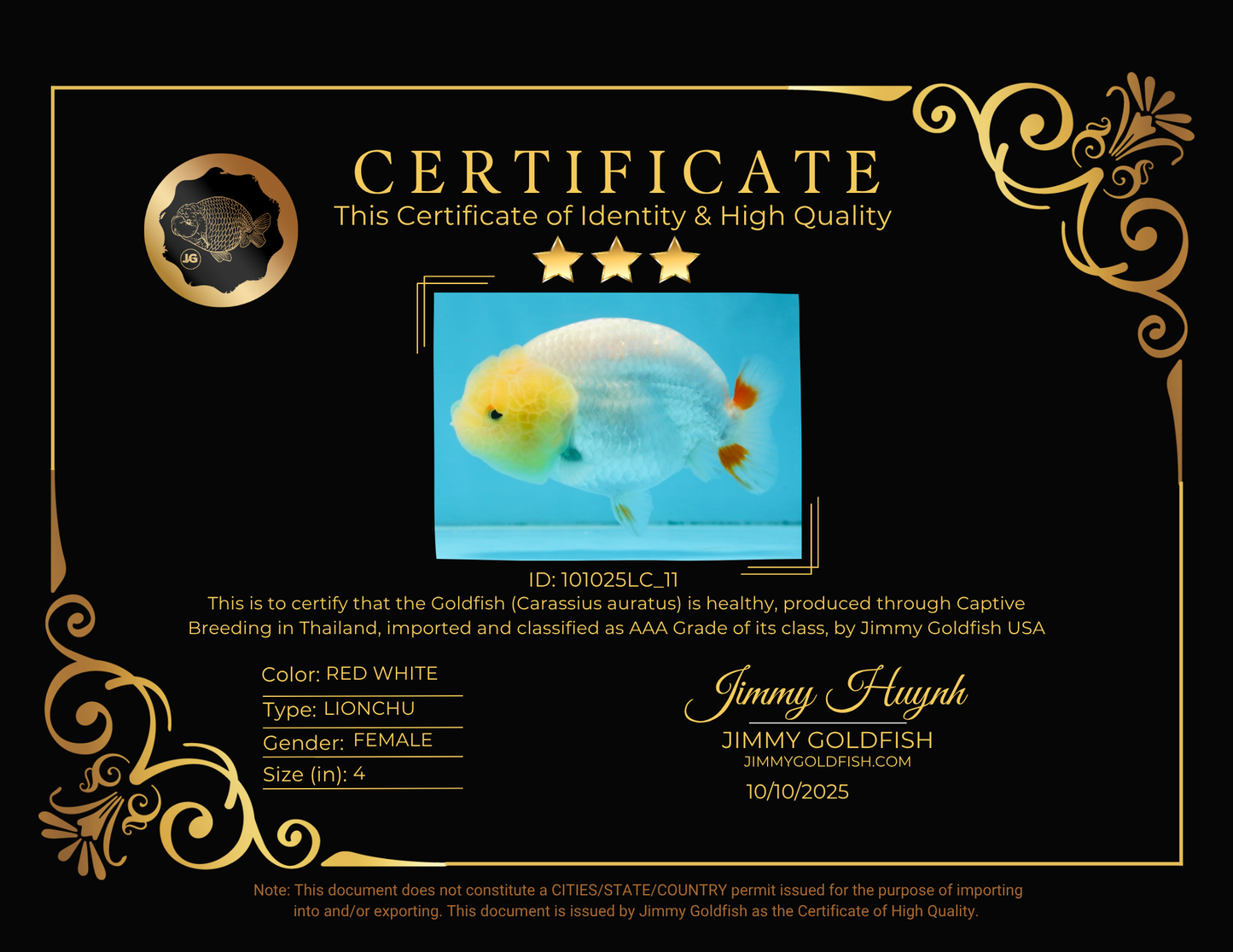 AAA Grade Young Red White LionQueen 4 inches #101025LC_11