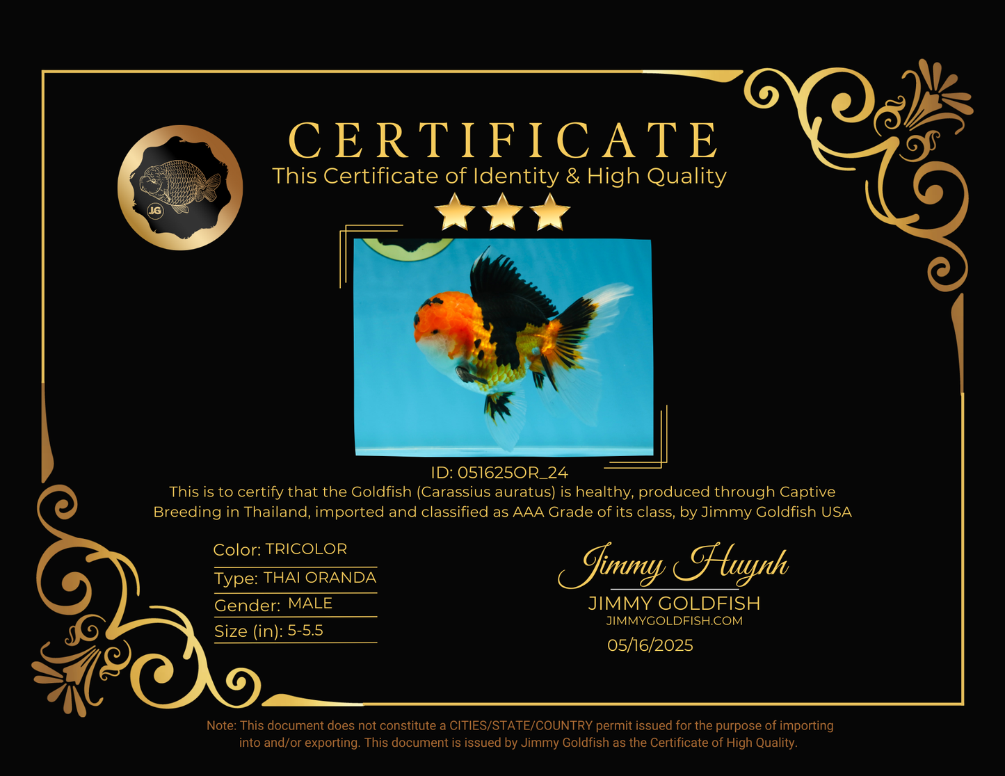 AAA Grade Tricolor Oranda Male 5-5.5 inches #051625OR_24