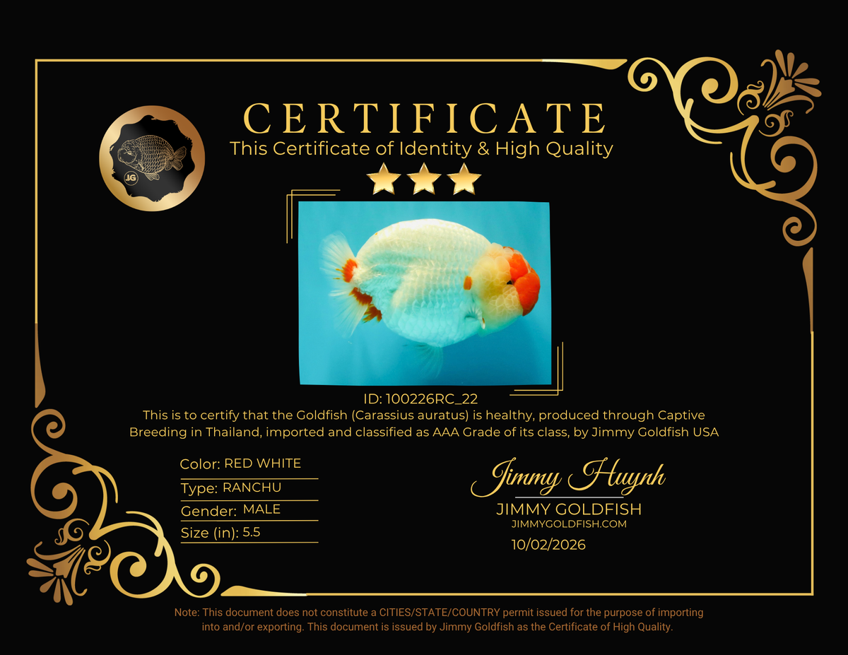 CHUBBY AAA Grade Super Hybrid Buffalo Red White  Ranchu Male 5.5 inches #100226RC_22