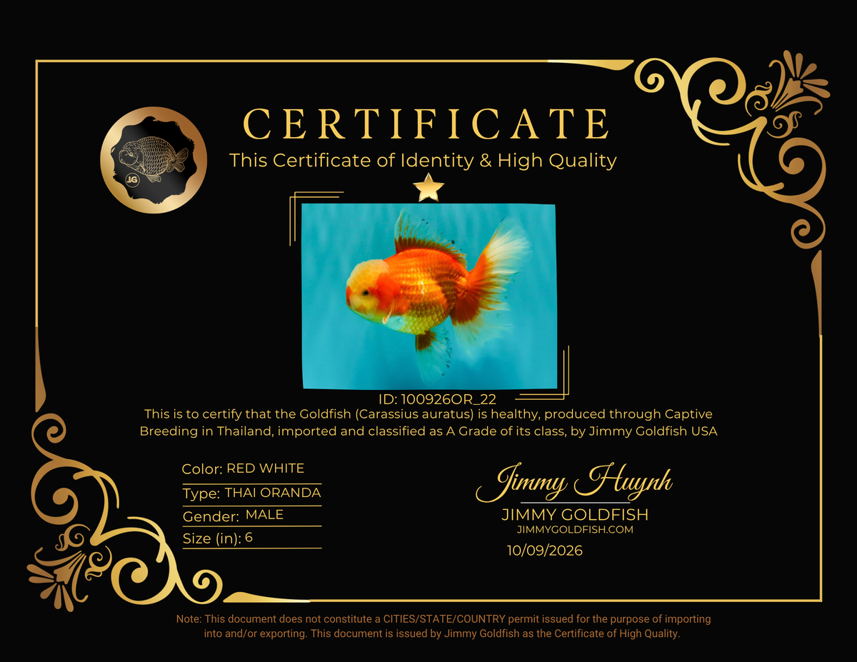 A Grade Red White Oranda Male 6 inches #100926OR_22