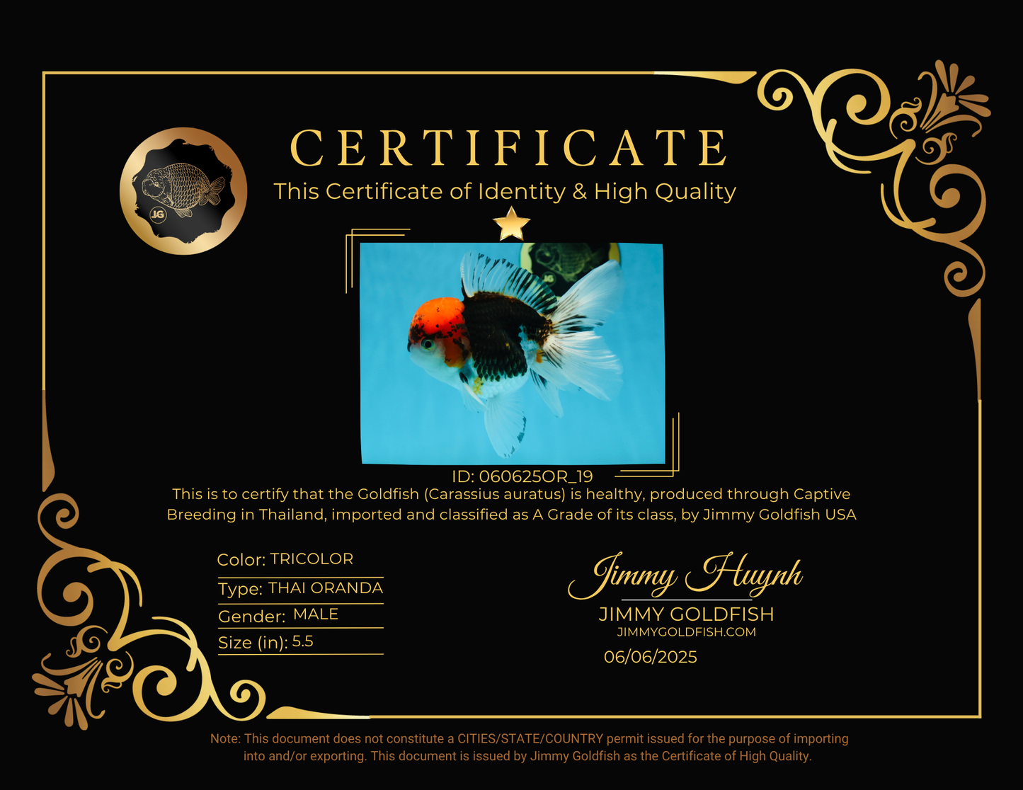 A Grade Tricolor Oranda Male 5.5 inches #060625OR_19