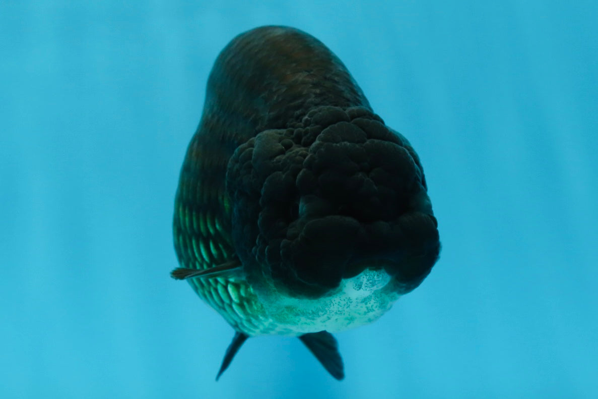 A Grade Black LionQueen 5-5.5 inches #071125LC_01