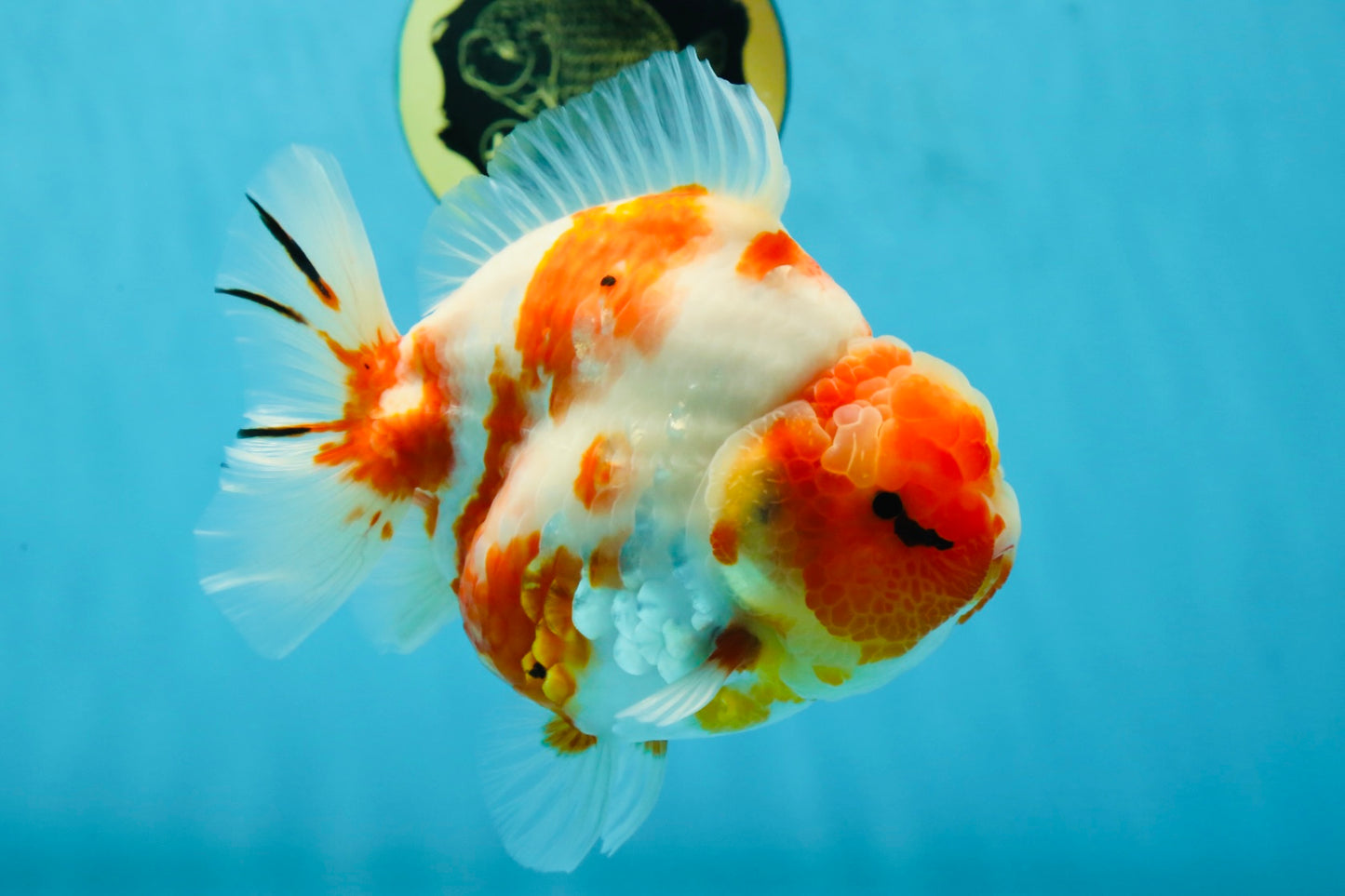 A Grade Kohaku Sakura Yuanbao Male 5.5 inches #052325YB_25