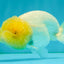 White LionChu Female 4 inches #050126LC_22