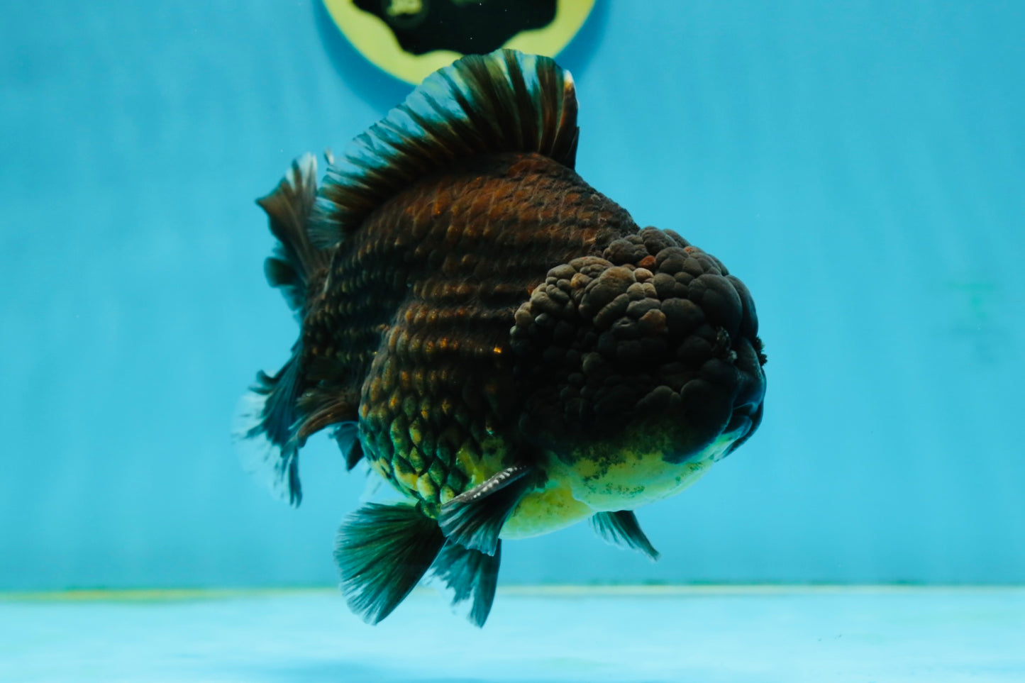 A Grade Black Big Head Yuanbao Male 5.5 inches #122024YB_11