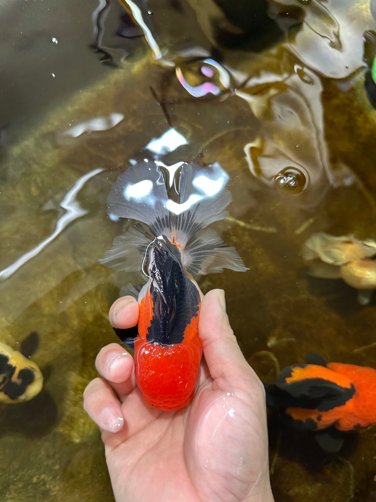 A Grade Tricolor Button Eyes Oranda Male 5 inches #080825OR_07