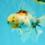 Calico Oranda Male 6.5 inches #090426OR_02