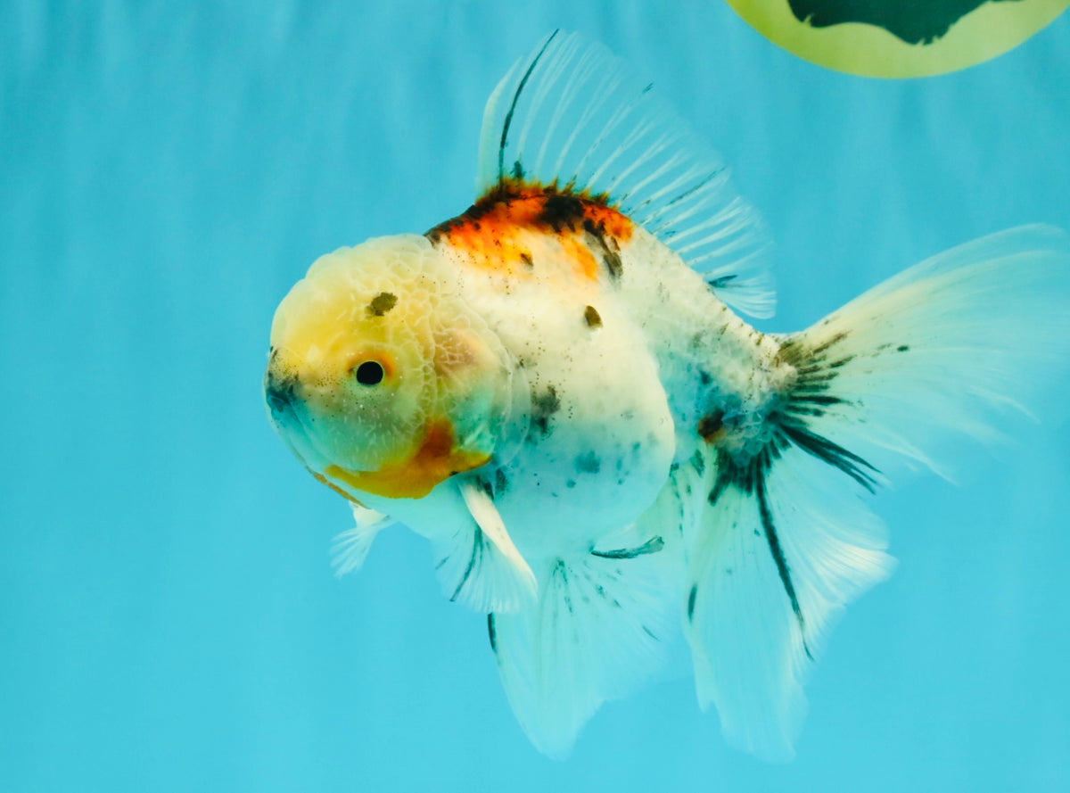 Calico Oranda Male 6.5 inches #090426OR_02