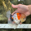 AAA Grade Godzilla Pepper Calico Oranda Male 5-5.5 inches #053025OR_27