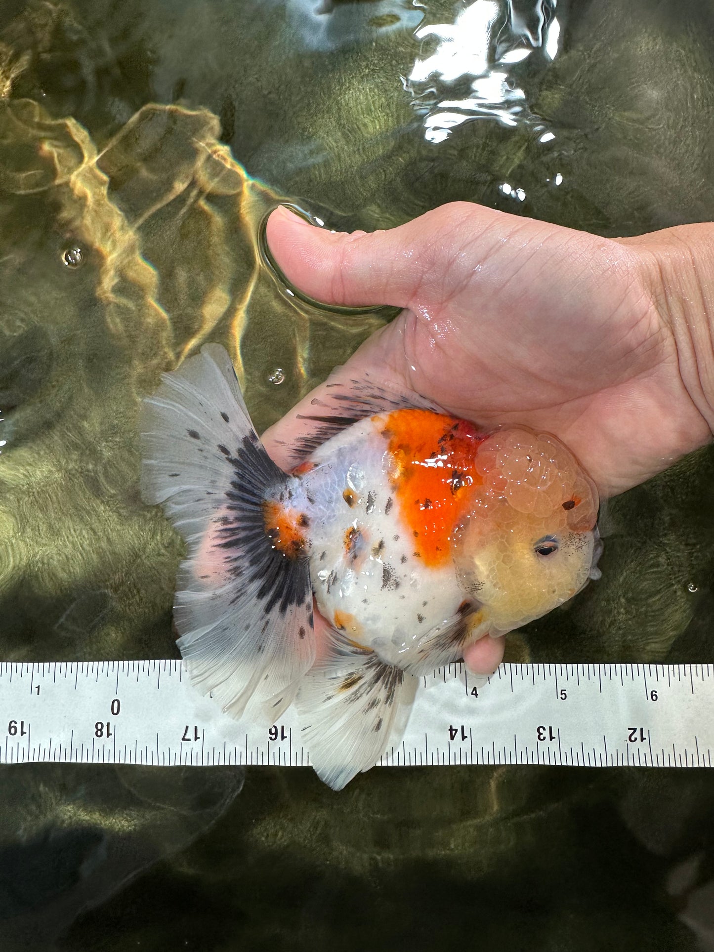 AAA Grade Godzilla Pepper Calico Oranda Male 5-5.5 inches #053025OR_27