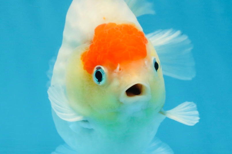 A Grade Young Godzilla Tancho Sakura Yuanbao Male 4.5 inches #101725YB_26