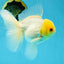 AAA Grade White Oranda Male 5 inches #042525OR_11