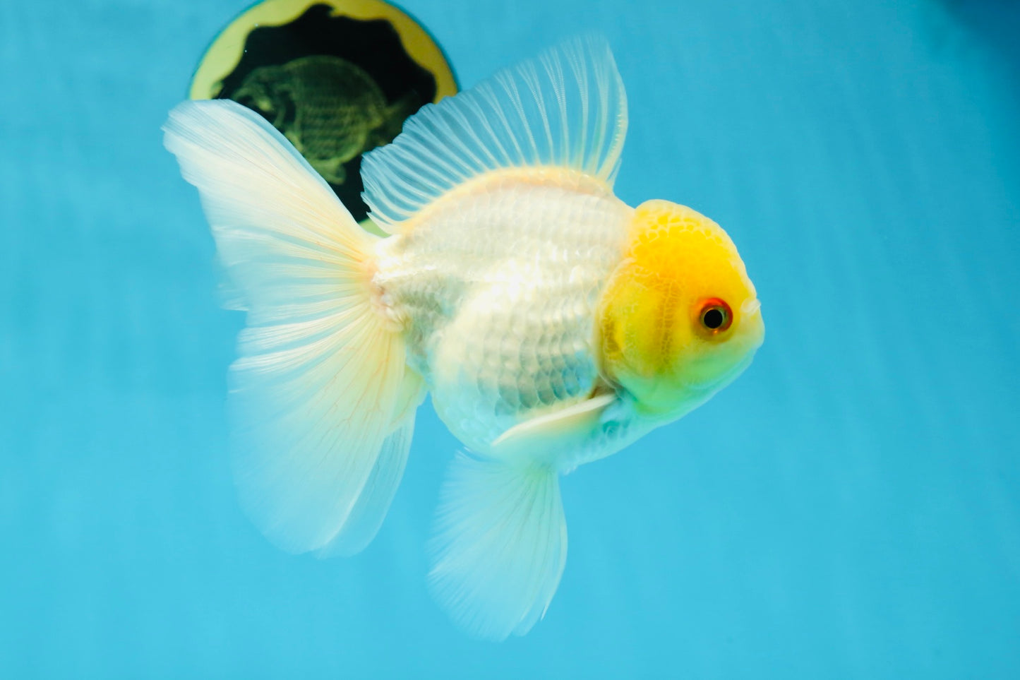 AAA Grade White Oranda Male 5 inches #042525OR_11