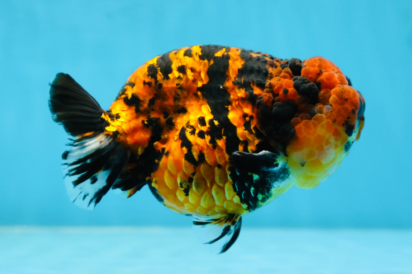 AAA Grade Tiger LionKing 5 inches #080825LC_23