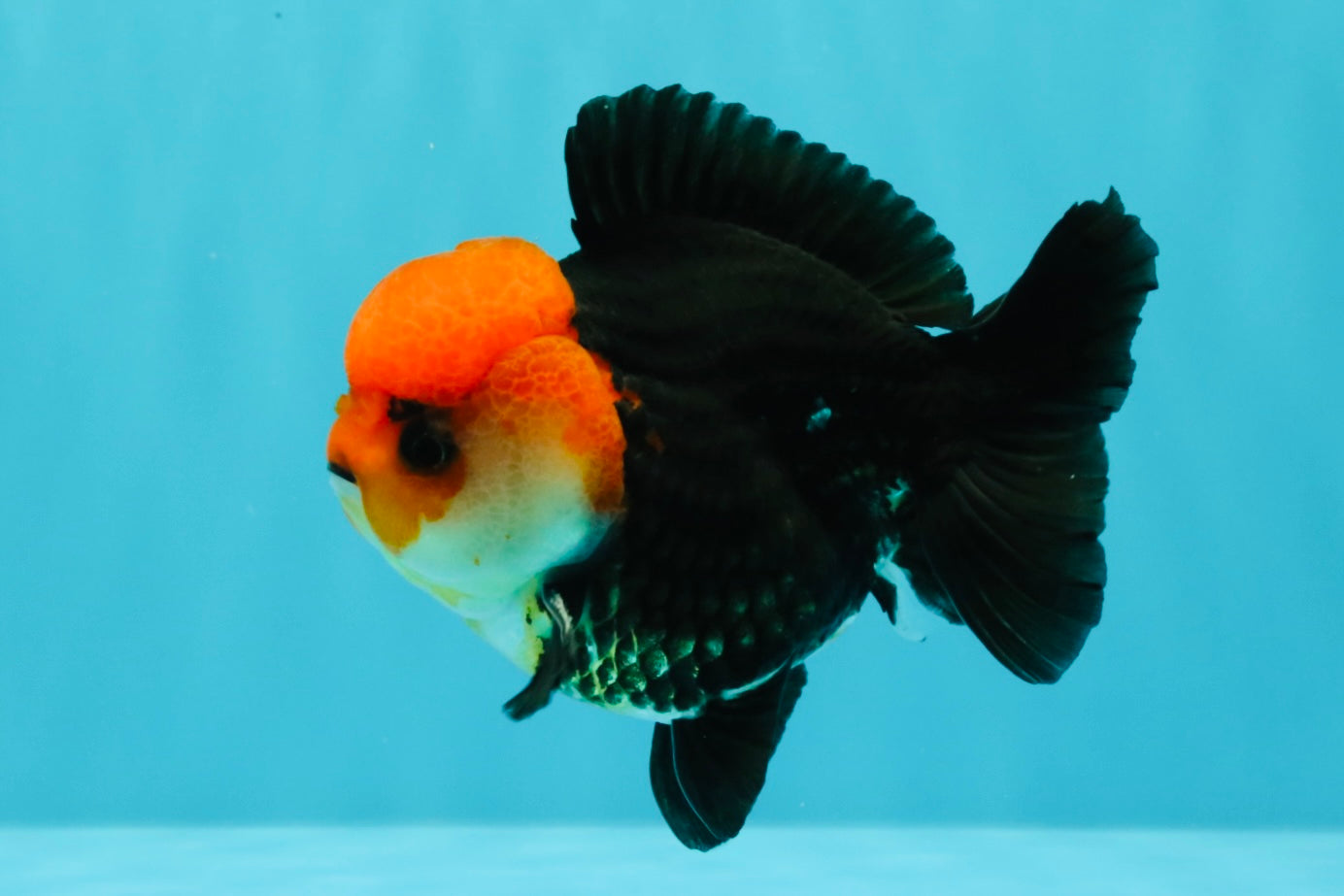 A Grade Red Head Button Eyes Tricolor Yuanbao Male 4-4.5 inches #031326YB_16