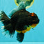 GIANT AAA Grade Red Head Kirin Oranda Male 7-7.5  inches #070326OR_05