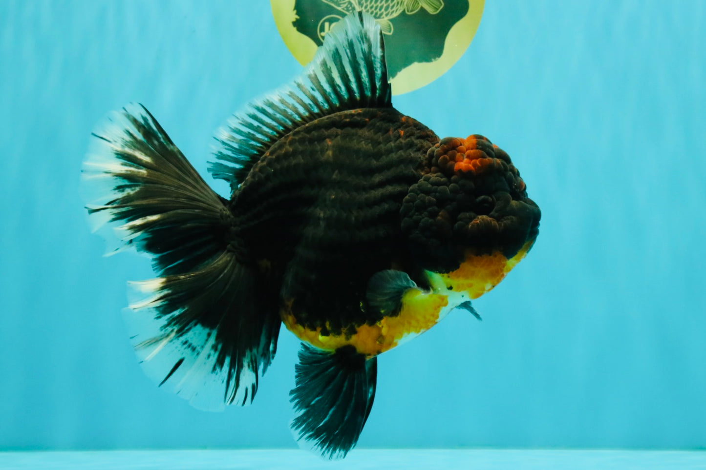 GIANT AAA Grade Red Head Kirin Oranda Male 7-7.5  inches #070326OR_05
