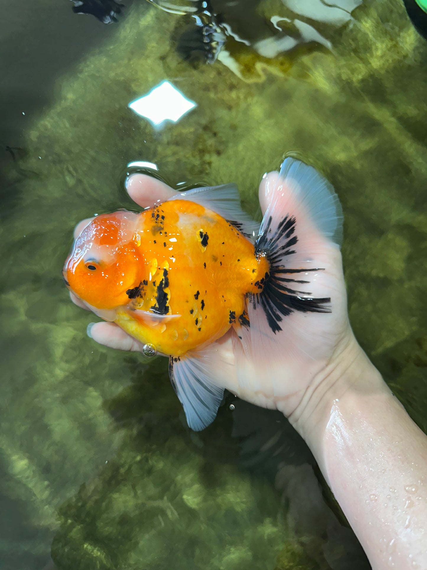 AAA Grade TOP Tiger Oranda Female 6-6.5 inches #051625OR_16