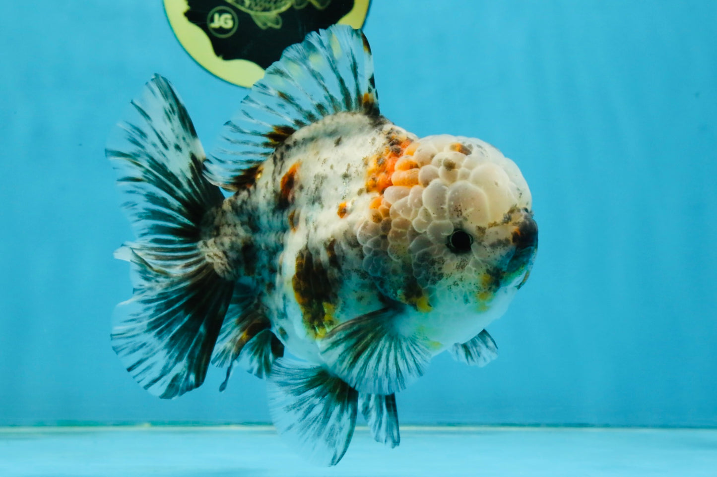 CHONKY AAA Grade Calico Kirin Oranda Male 5-5.5 inches #121225OR_03