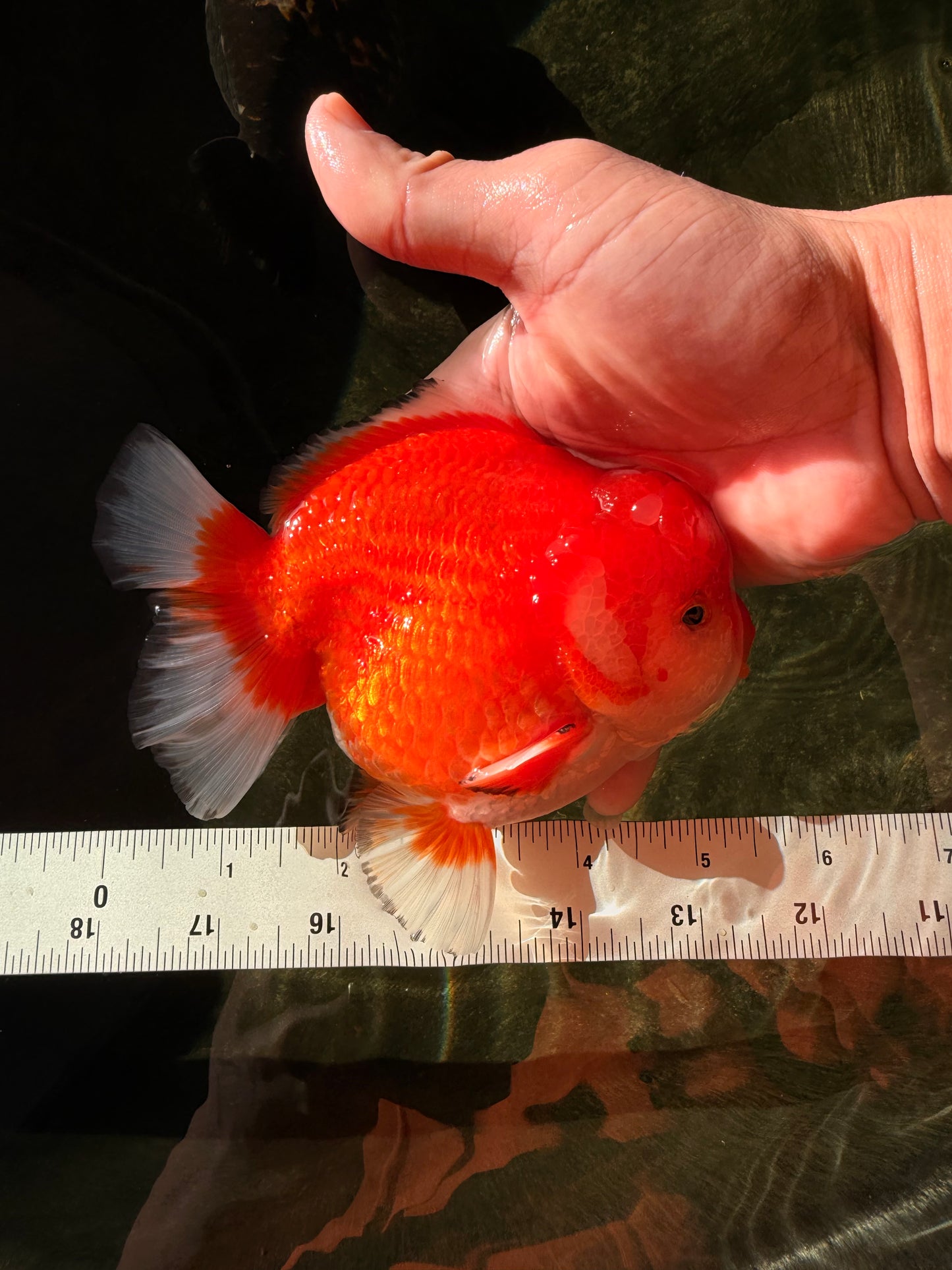 SPECIAL AAA Grade Red White Yuanbao Male 5-5.5 inches #032726YB_02