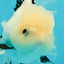 White Oranda Female 6-6.5 inches #032026OR_05