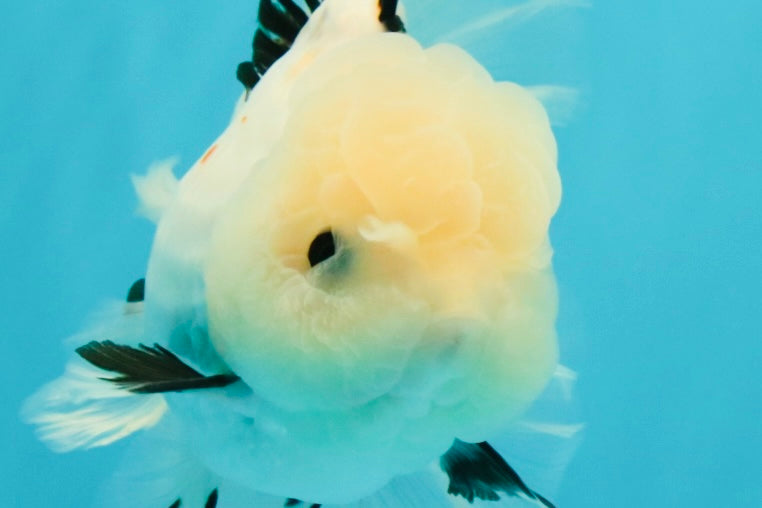 White Oranda Female 6-6.5 inches #032026OR_05