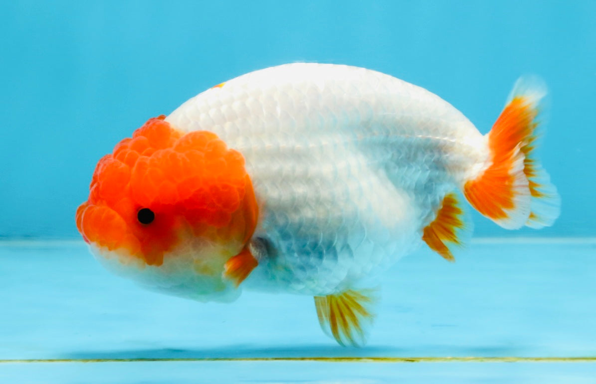 FLUFFY AAA Grade Red Head LionQueen 4-4.5 inches #102425LC_10