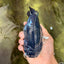 CHUBBY AAA Grade Black Blue Ranchu Female 5.5 inches #100926RC_31