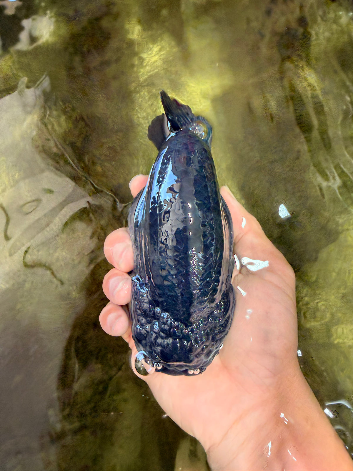CHUBBY AAA Grade Black Blue Ranchu Female 5.5 inches #100926RC_31