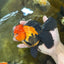 AAA Grade UNIQUE Apache Oranda Female 5.5-6 inches #080825OR_09