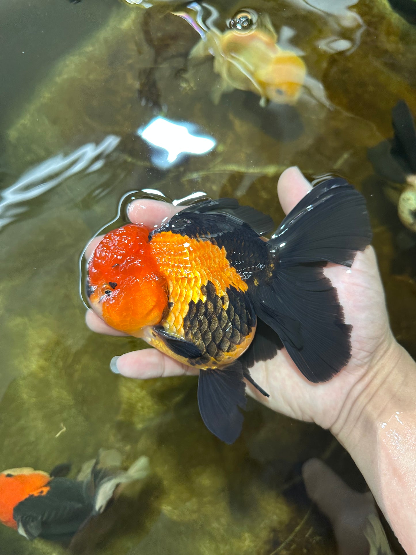 AAA Grade UNIQUE Apache Oranda Female 5.5-6 inches #080825OR_09