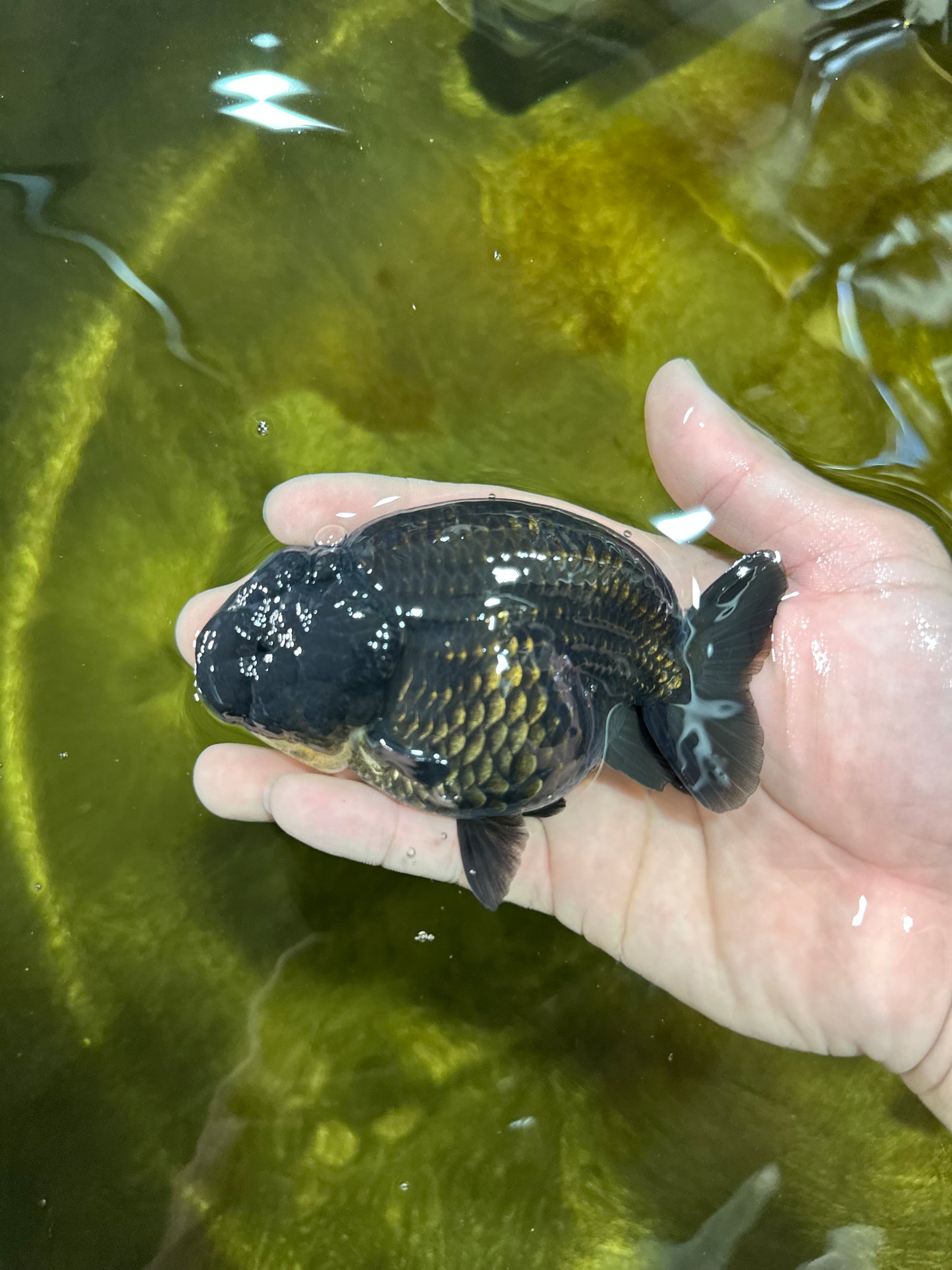 AAA Grade High Back Black LionQueen 4 inches #050925LC_10