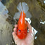 AAA Grade JUMBO Tiger Oranda Female 6-6.5 inches #062025OR_24