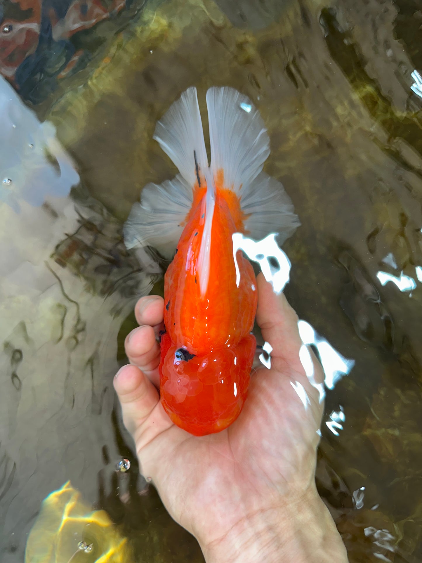 AAA Grade JUMBO Tiger Oranda Female 6-6.5 inches #062025OR_24