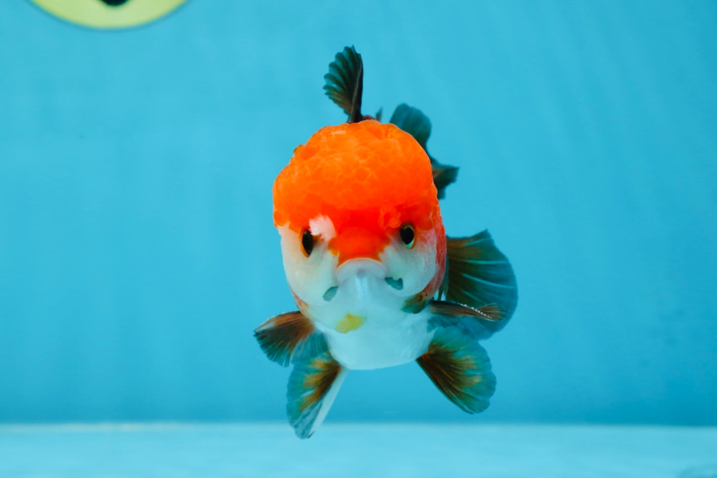 A Grade Pompom Tricolor Yuanbao Male 4.5 inches #052325YB_29