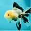 A Grade Fluffy Wen Panda Oranda Female 5-5.5 inches #110824OR_03