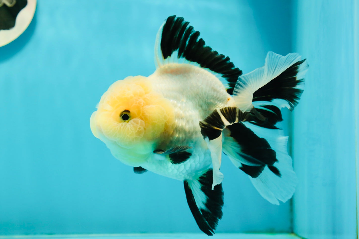 A Grade Fluffy Wen Panda Oranda Female 5-5.5 inches #110824OR_03