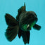 A Grade Black Oranda Male 5.5-6 inches #102326OR_11